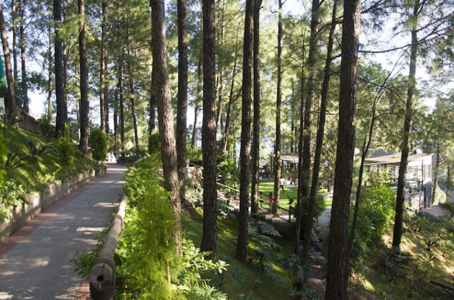 cafe with view in kasauli